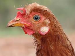 Backyard poultry poultry includes any domesticated bird kept for producing eggs or meat, such as chickens, ducks, geese, guinea fowl, and turkeys. What S Wrong With Backyard Eggs