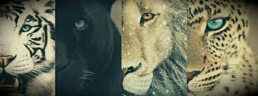 Alan mozo, nicolás freire, johan vázquez y alejandro mayorga en la defensa; Venus On Twitter Leones Tigres Leopardos Jaguares Pumas Guepardos Selvas Sabanas Bosques Animalessalvajes Mundosalvaje Http T Co Xwf43tiarm