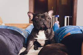 Why Is My French Bulldog Farting Reasons And Remedies