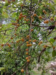 Image result for Ficus exasperata