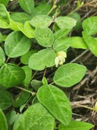Image result for Macrotyloma uniflorum
