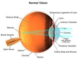 Corneal External Eye Diseases University Of Utah Health