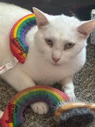 Questions to ask the vet about my dog's seizures