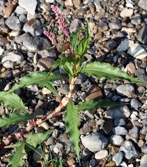 Image result for Persicaria senegalensis
