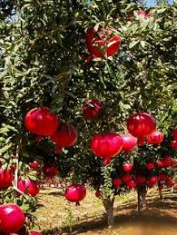 Check spelling or type a new query. 8 Splash Of Red Ideas Red Fruit Trees Splash