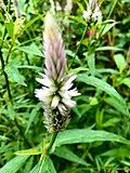 Image result for Celosia stuhlmanniana