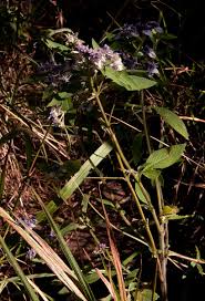 Image result for Haumaniastrum