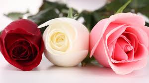 Maybe you would like to learn more about one of these? 3roses Flower Beautiful Hd Views Images Photos Download