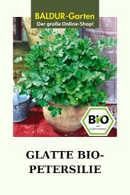 Bio Petersilie Glatt 1a Pflanzen Online Kaufen Baldur Garten In 2020 Pflanzen Krauterpflanzen Bio Krauter