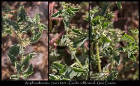 Image result for Atriplex suberecta