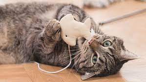 I'm not a detective but i play one on my couch. 18 Cat Toys With Thousands Of Positive Reviews
