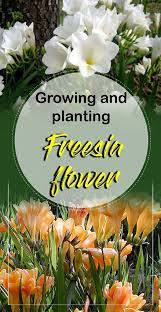Growing And Planting Freesia Flower How To Grow Freesias In A Pot Naturebring Freesia Flowers Plants Planting Bulbs
