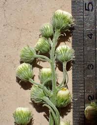 Image result for Erigeron bonariensis