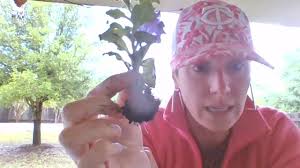 Using Seesaw to Bring Balance to Distance Learning