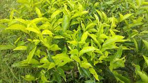 Daun camellia sinensis kress 2011 2 1 3. 6 Manfaat Dan Khasiat Daun Teh Hijau Youtube