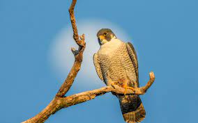 Peregrine falcon is a bird of prey that lives all over the world. Peregrine Falcon Audubon Field Guide