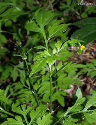 Image result for Bidens bipinnata