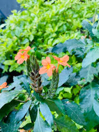 Image result for Crossandra mucronata