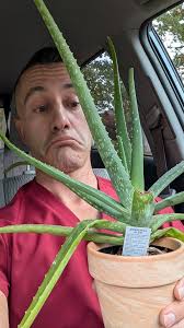 what's wrong with my aloe plant?