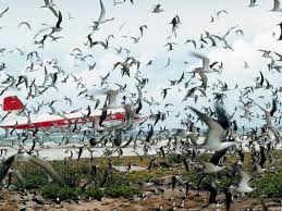 Resultado de imagen para ecosistema aereo