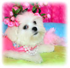 Maybe you would like to learn more about one of these? Designer Dog Breeds For Sale At Princess Puppies