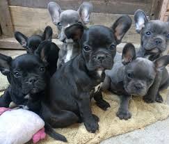 The french bulldog is an active, intelligent dog of heavy bone, and medium or small structure. Pennysaver French Bulldog Puppies In Sacramento California Usa