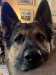 We rescued a beautiful gs pup from a puppy mill. The German Shepherd Care Guide Personality History Food And More
