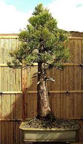Giant Sequoia Bonsai Trees For Sale Bonsai Tree Buy Bonsai Tree