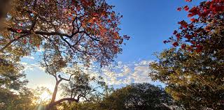 Image result for Lannea katangensis