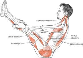 Great Yoga Diagram Of What Muscles Are Involved With Boat Pose Yoga Yogateacher Yogaforbeginners Treinos De Ioga Poses De Ioga Exercicios De Corpo