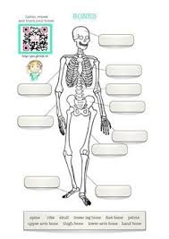 Human Body Bones Including Free Audio Recordings Human Body Bones Human Body Human Bones