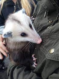 Pin By Tsalagi On Pets Critters Baby Possum Awesome Possum Funny Animals