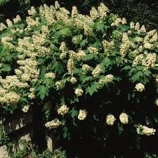 Image result for Hydrangeaceae