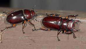 We did not find results for: Nature Boom In Fearsome Stag Beetles A Boon For Ecology Entertainment Life The Columbus Dispatch Columbus Oh