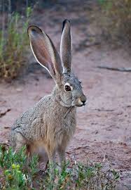 Jack Rabbit Arches Natl Park Moab Utah Jack Rabbit Animals Wild Rabbit