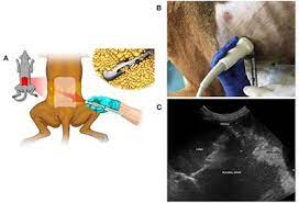 Anxiety is a psychological and physiological state that causes temporary feelings of fear and worry. Frontiers Case Report Microfragmented Adipose Tissue Drug Delivery In Canine Mesothelioma A Case Report On Safety Feasibility And Clinical Findings Veterinary Science