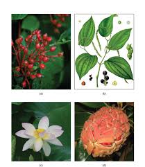 Flowers coming under this group the flowers in this group have characteristic radial symmetry. 26 3d Diversity Of Angiosperms Biology Libretexts