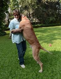 Shehanshah Of Bollywood Amitabh Bachchan S Big Bungalow Reelvsrealstoriesandfacts Ltd., a/102, parimal appartment, off juhu lane, andheri (west), mumbai.
