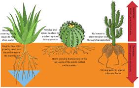 Cacti have very shallow roots to soak up water immediately after rainfall, and they also have thick, expandable stems to store all of the water they. How Fast Do Cactus Grow Tricks To Make A Cactus Grow Faster