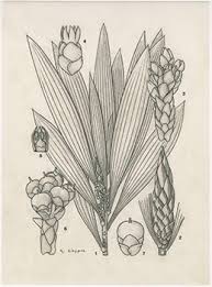 Image result for Flabellaria paniculata