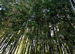 Image result for Justicia phyllostachys