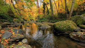 We did not find results for: Ultra Hd 8k Resolution 7680x4320 Nature 8k Wallpaper Hdwallpaper Desktop Nature Nature Tree Wallpaper