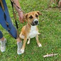 Available Pets At Humane Society Of Bay County In Panama City Florida Humane Society Dogs Dog Adoption