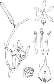 Image result for Vanilla crenulata