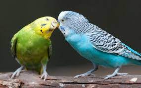 02:21 tatile giderken 02:55 tatil dönüşü 03:22 evcil kuşlar önceki sahibini tanır mı? Muhabbet Kusunun Cinsiyeti Nasil Anlasilir Miyhav Com