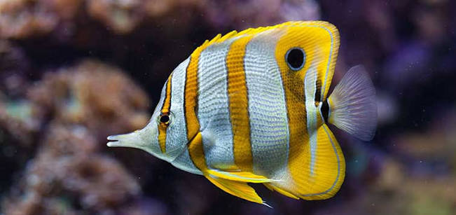 The Copperband Butterflyfish | Tropical Fish Hobbyist Magazine