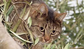 A wide variety of cat puzzle feeder options are available to you, such as feature, application. They Re Killers Zealandia Calls For Fewer Cats Stuff Co Nz