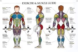 The Human Man Exercise Muscular System Anatomical Chart