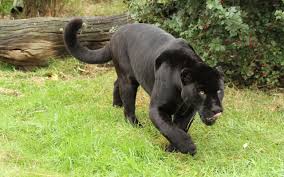 Hungry Black Jaguar Wallpaper Animal Wallpapers 47189