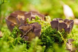 Image result for Gonatopus clavatus